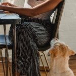 Бескорыстный анализ слота The Dog House Megaways для игроков