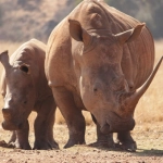 Благотворительный потенциал слот игры Great Rhino для природоохранных целей