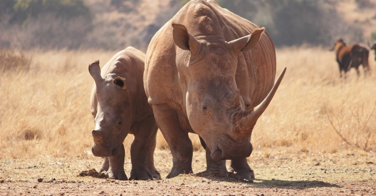 Благотворительный потенциал слот игры Great Rhino для природоохранных целей